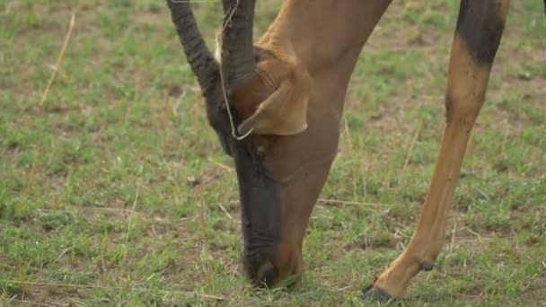 Vista Ravvicinata Antilope Topi Pascolo — Video Stock