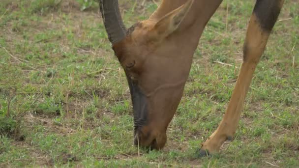 Nahaufnahme Einer Topi Antilope Die Grast — Stockvideo