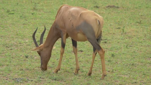 Topi Antelop Merumput Masai Mara — Stok Video