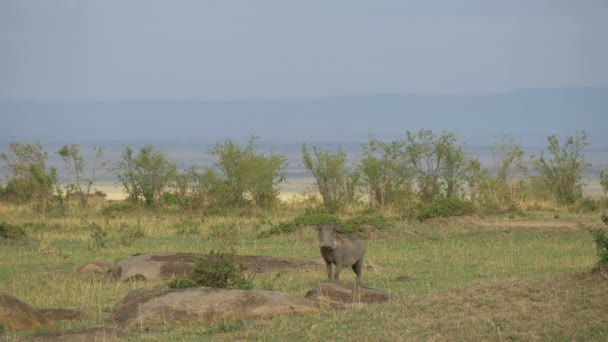 Warthog Com Leitões Maasai Mara — Vídeo de Stock