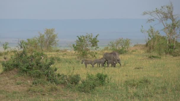 Warthog Hembra Lechones — Vídeos de Stock