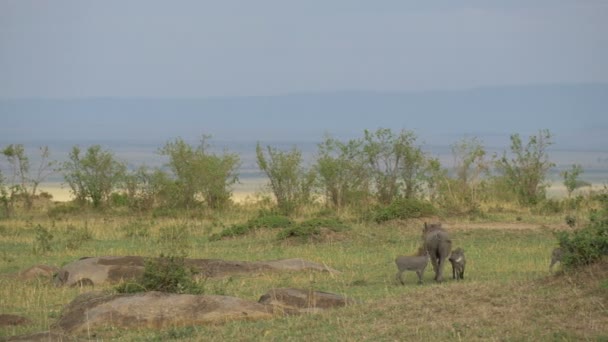 Common Warthogs Piglets — Stock Video