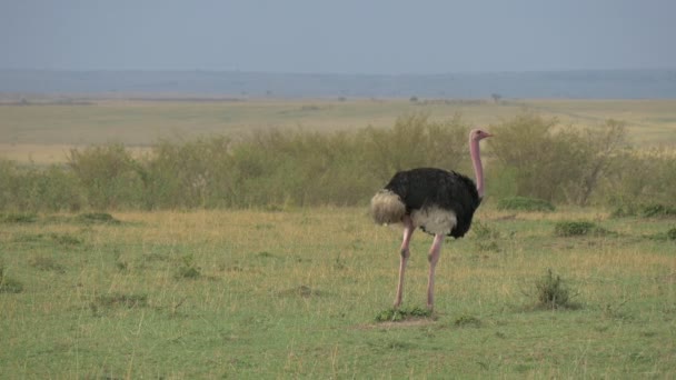 Male Ostrich Masai Mara — Stock Video