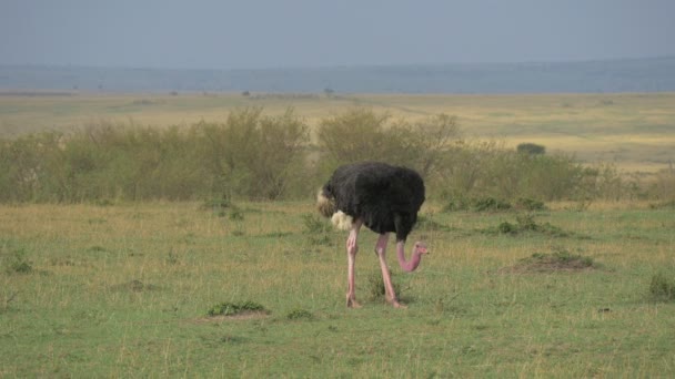 Masai Ostrich Maasai Mara National Reserve — Stock Video