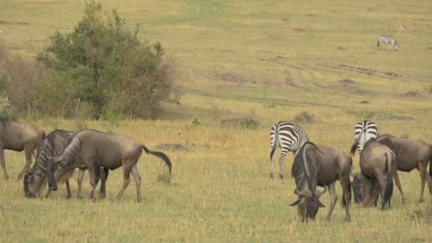 Gnus Zebralar Masai Mara — Stok video