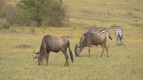 Zebras Och Gnus Betar — Stockvideo