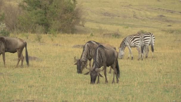 Gnus Och Zebror Betar Masai Mara — Stockvideo