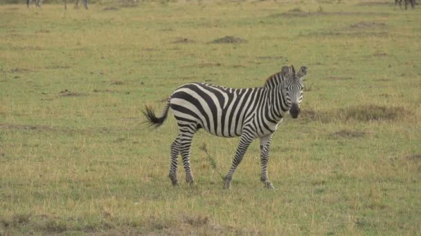 Zebra Bete Och Promenader — Stockvideo