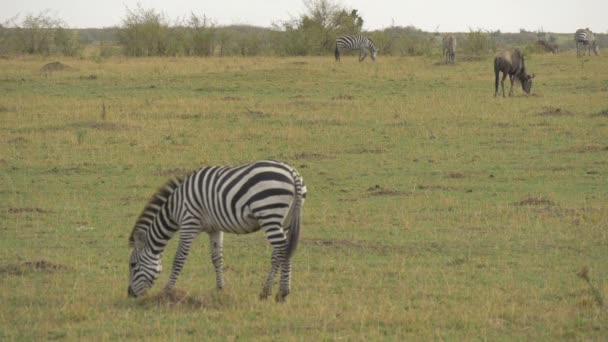 Zebras Och Gnu Betar — Stockvideo