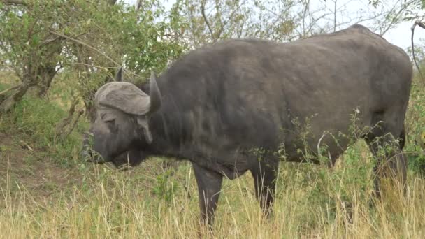 マサイ マラでアフリカの水牛の放牧 — ストック動画