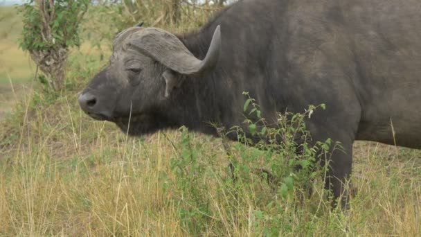 Close Van Een Afrikaanse Buffel — Stockvideo