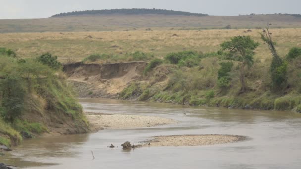 Mara River Submerged Hippos — Stok video