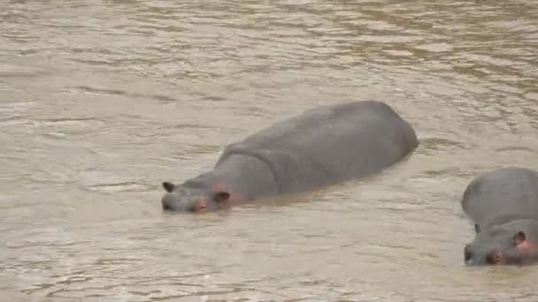 Two Hippos Cooling Mara River — Stock Video