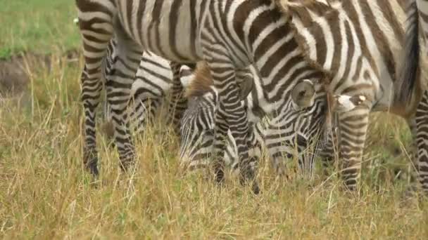 Close View Zebras Grazing — Stock Video