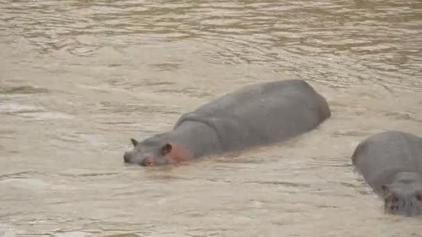 Two Hippopotamuses Cooling River — Stock Video