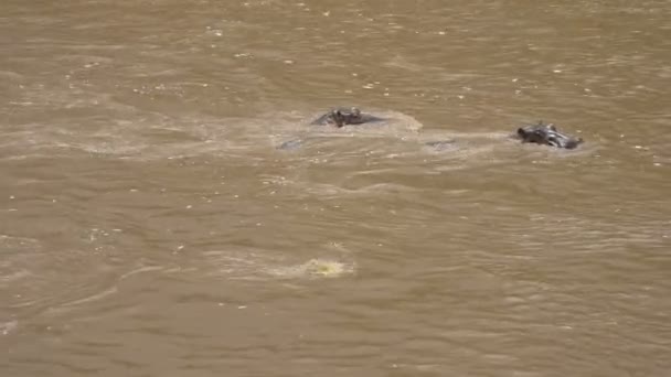 Hipopótamos Submersos Masai Mara — Vídeo de Stock