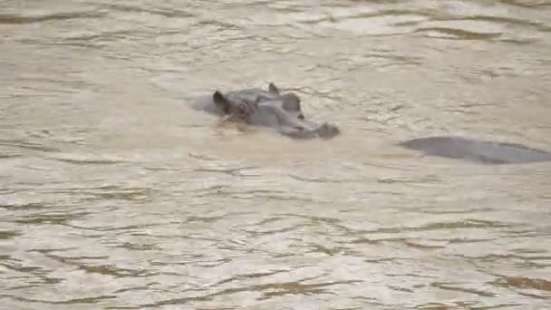 马赛马拉岛水下河马 — 图库视频影像