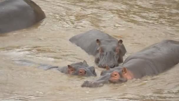 Hippopótamo Água Perto — Vídeo de Stock