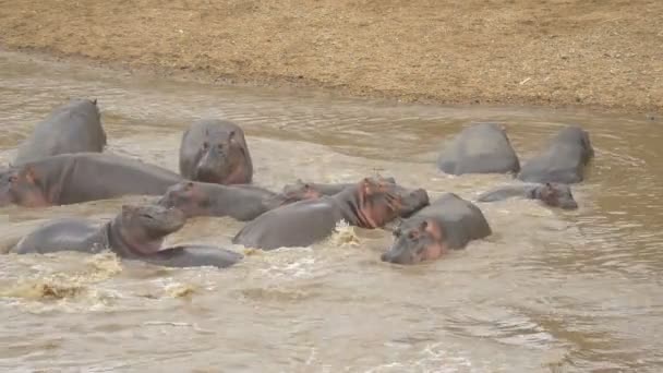 Hippopotamus Pod Cooling River — Stock Video