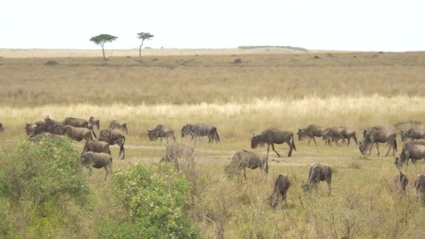 Pan Vänster Gnus Savannen — Stockvideo