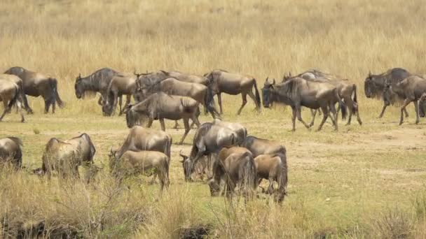 Gnus Betar Och Går — Stockvideo