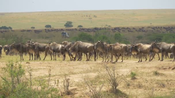 Wildebeests Walking Dry Plains — Stock Video
