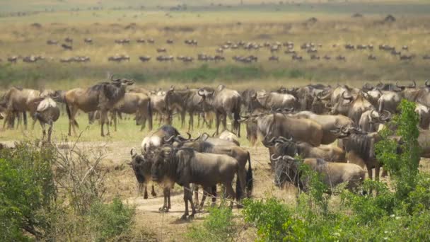 Wildebeests Maasai Mara — Video
