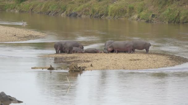 Hippos Resting Spit Land — Stock Video