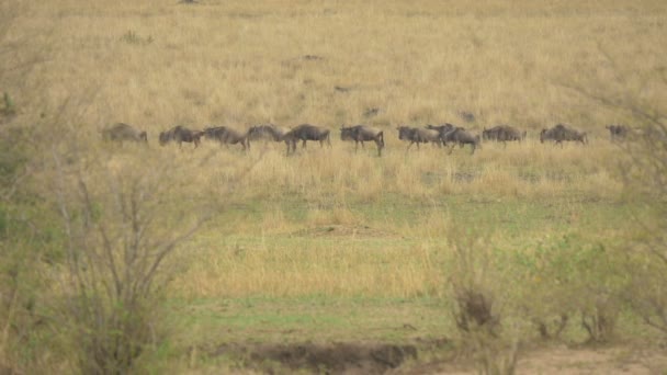 Gnus Caminando Fila Maasai Mara — Vídeos de Stock