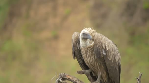 White Backed Vulture — Stock Video