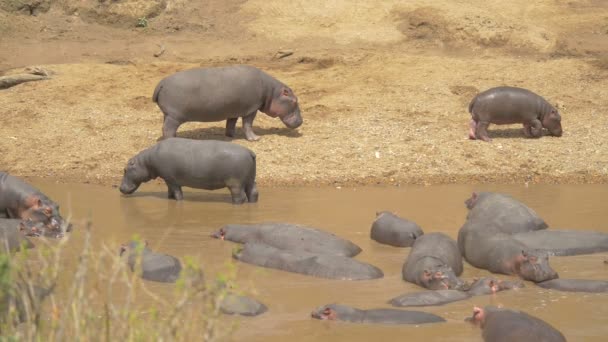 Hipopótamo Agua Cerca — Vídeo de stock