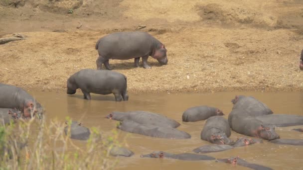 アフリカでのカバの肥大 — ストック動画