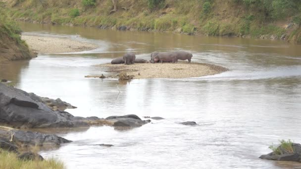 Hippopotamuses Resting Spit Land — Stock Video