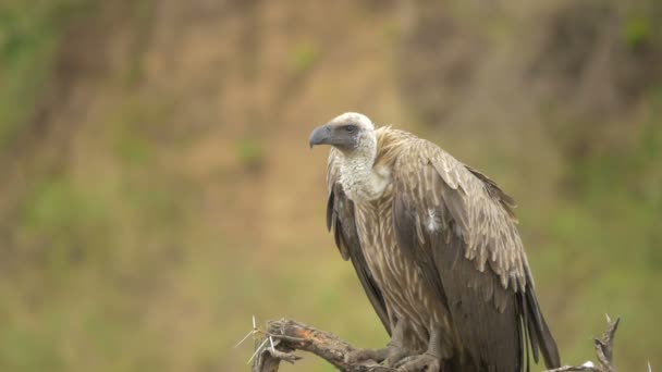 Close White Backed Vulture — Stock Video