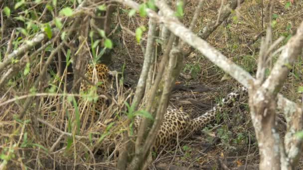 Vista Posteriore Leopardo Disteso Tra Cespugli — Video Stock