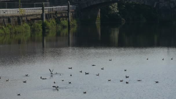 Pájaros Flotando Río Clyde Glasgow — Vídeos de Stock