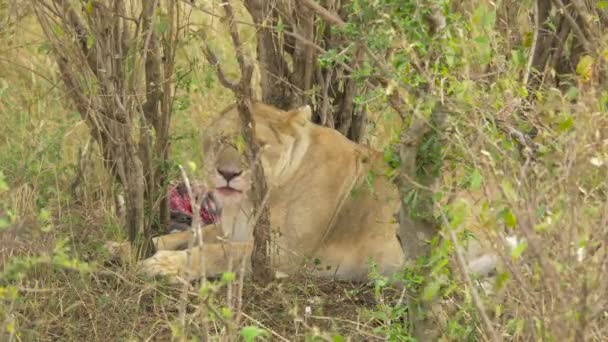 Lioness Resting Carcass — Stock Video