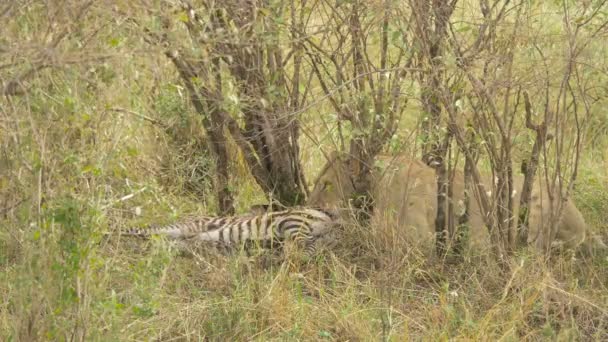 マサイの雌ライオン食べるゼブラ — ストック動画