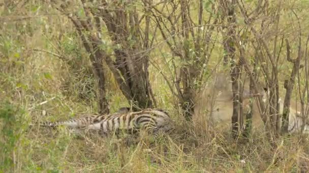 Lioness Lying Next Zebra Carcass — Stock Video