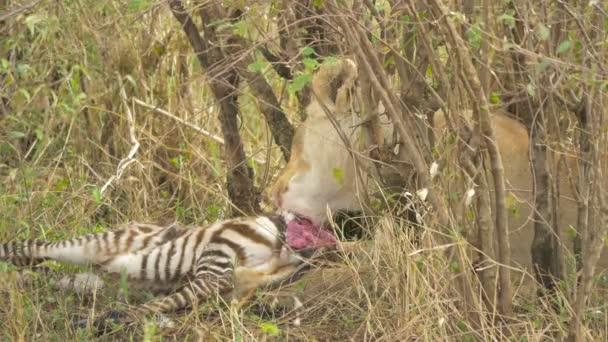 Masai Lioness Eating Close — Stock Video