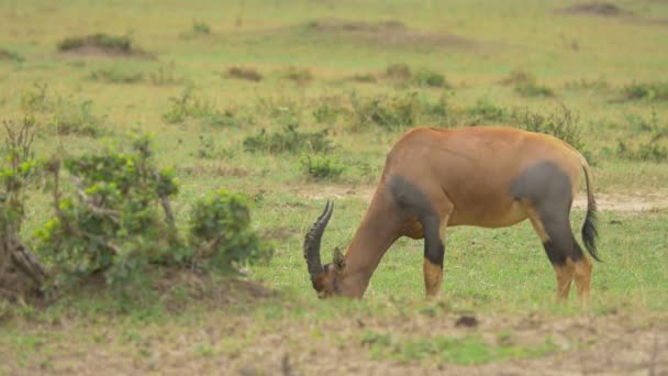 Topi Antilop Legeltetés Gyaloglás — Stock videók