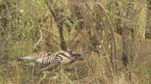 Lioness Eating Zebra Masai Mara — Stock Video