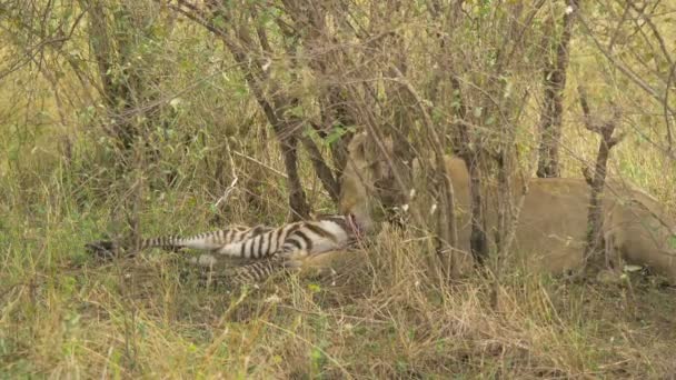 African Lioness Eating Zebra Carcass — Stock Video