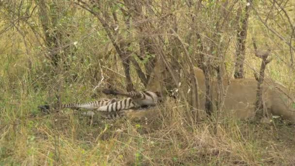 Lioness Eating Zebra Carcass — Stock Video