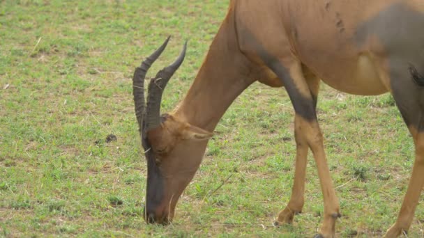 Primo Piano Antilope Topi Pascolo Masai Mara — Video Stock