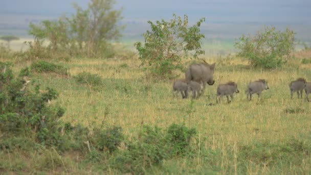 Warthogs Con Lechones Caminando Maasai Mara — Vídeo de stock