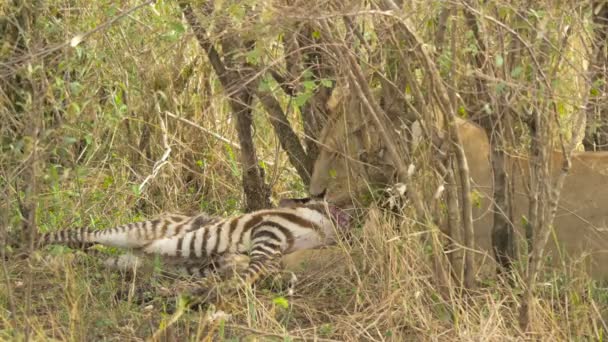 Close Lioness Eating Zebra Carcass — Stock Video