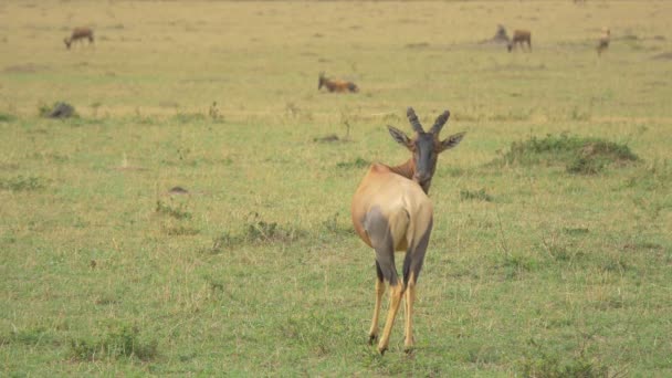 Topi Antelope Scratching Its Back — Stock Video