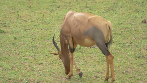 Topi Antilop Legeltetés Masai Marában — Stock videók