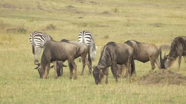 Zebralar Antiloplar Otluyor — Stok video